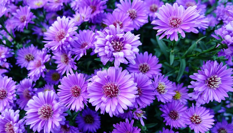 aster-purple-flowers-summer-field-j3o3g0m4y8j7fnms